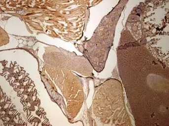 UBE2L3 antibody [N1C3]