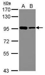 DDX21 antibody [N1N3]