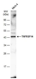 TNFRSF14 antibody [N2C3]