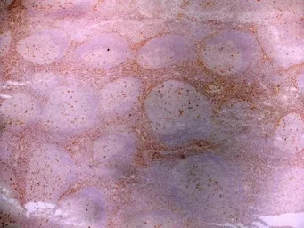 LRP1 antibody [A2Mr alpha-2]