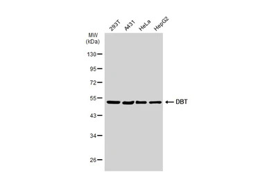 DBT antibody