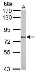 CSRP2BP antibody [N1N3]