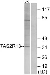 TAS2R13 antibody