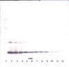 Biotinylated Anti-Human GM-CSF Western Blot Reduced