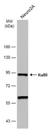 Ku80 antibody [N3C2], Internal