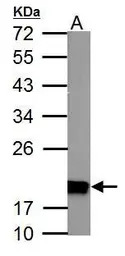 NDUFS4 antibody