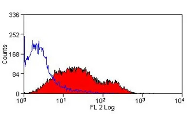 CD86 antibody [24F] (PE)