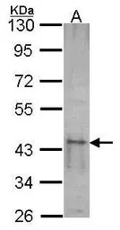 SKAP55 antibody