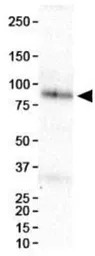 HIF1 beta antibody [H1beta234]