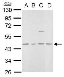 MVD antibody
