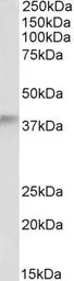 ADH5 antibody, Internal