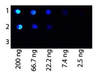 Protein G antibody (FITC)