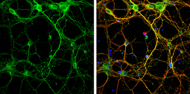 Syntaxin 3 antibody [N1C2]