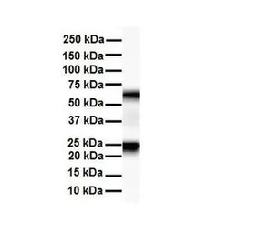 SLC33A1 antibody, Internal