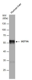 UGT1A antibody