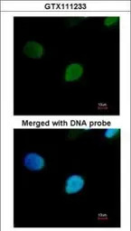 PRP19 antibody [N2C2], Interna