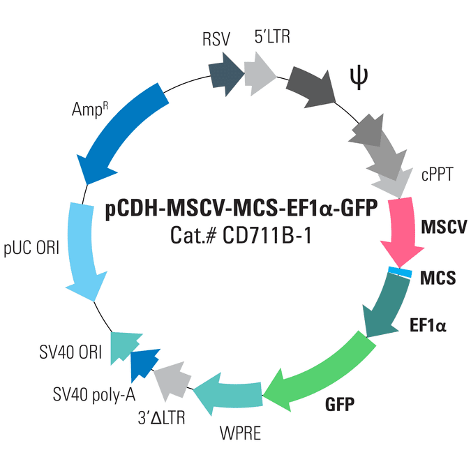 pCDH-MSCV-MCS-EF1α-GFP Cloning and Expression Lentivector
