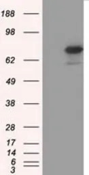 BMAL1 antibody [3G9]