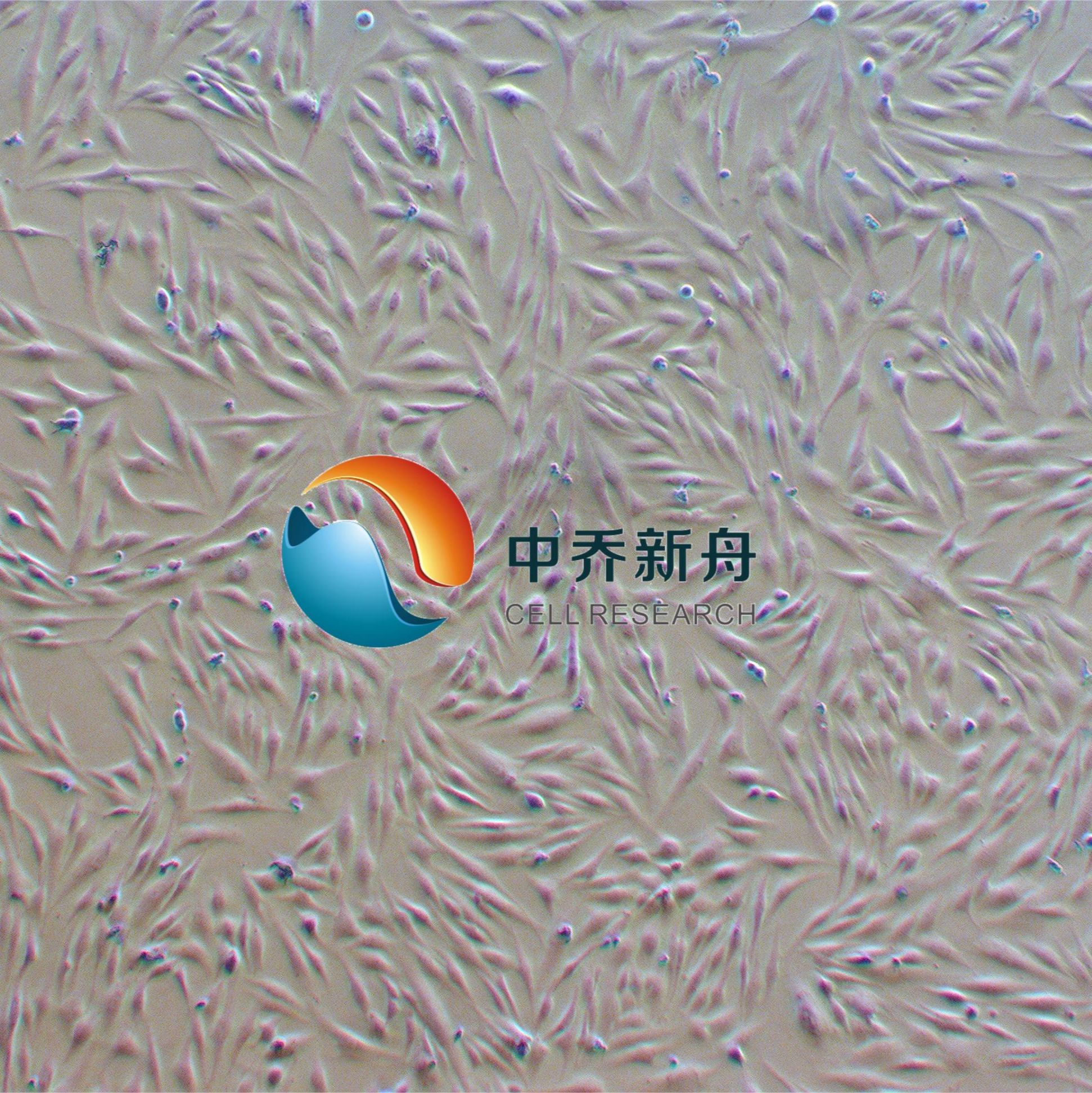 人真皮成纤维细胞-永生化