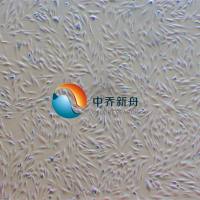 人真皮成纤维细胞-永生化 