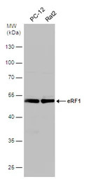 eRF1 antibody