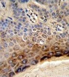 CTHRC1 antibody, N-term