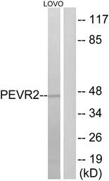 PEVR2 antibody