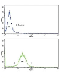 ARGBP2 antibody, N-term