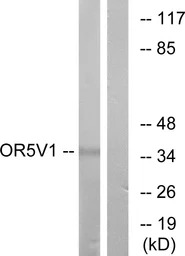 OR5V1 antibody