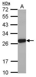 Elastase 3A antibody