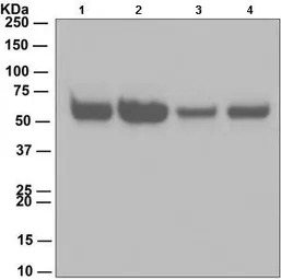 Caspase 8 antibody [EPR162]