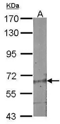 ABCG2 antibody