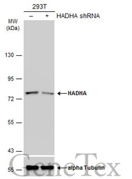 HADHA antibody [N2C1], Interna