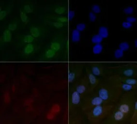 HIF1 beta antibody [H1beta234]
