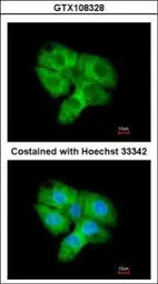 CDK5 antibody [C2C3], C-term