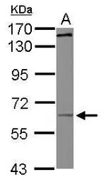 KIF19 antibody [N1N3]