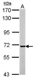 GCKR antibody [N1C3]