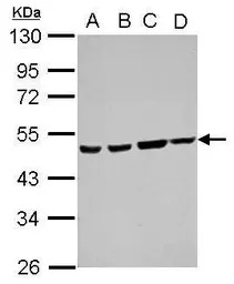 ATXN10 antibody