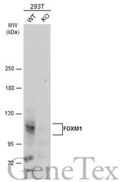 FOXM1 antibody