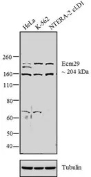 ECM29 antibody