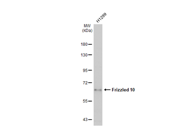 Frizzled 10 antibody