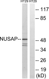 NUSAP1 antibody