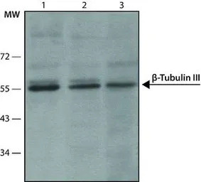 beta Tubulin 3/ Tuj1 antibody 