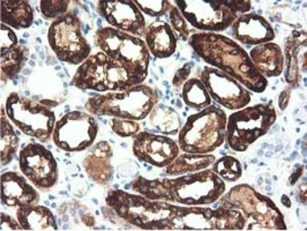 ALDH1L1 antibody [6A10]