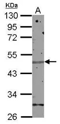 ZNF672 antibody