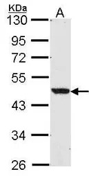 LXR beta antibody [N1], N-term