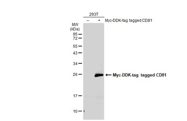 CD81 antibody