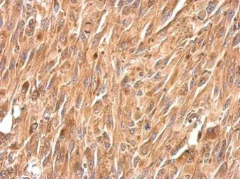 Periplakin antibody [N1N2], N-