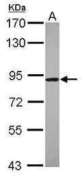 C4orf14 antibody [N3C2], Inter