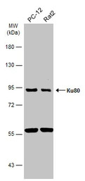 Ku80 antibody [N3C2], Internal